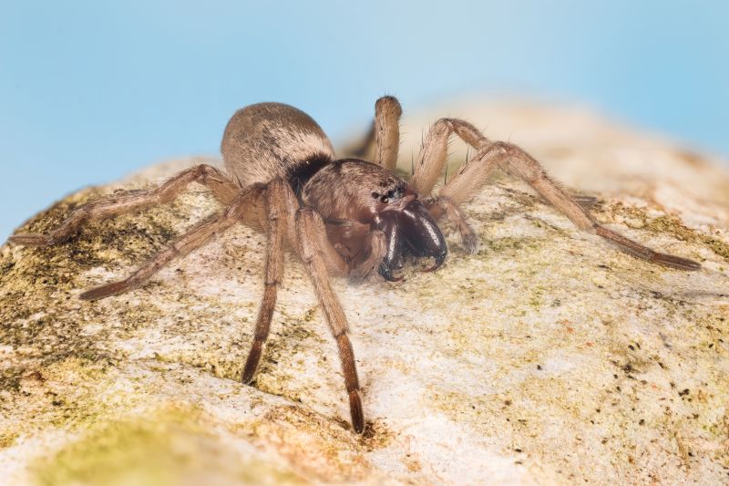 Rockwall, TX