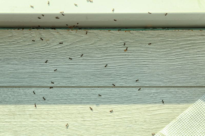 Ant Control Service in Fort Worth, TX