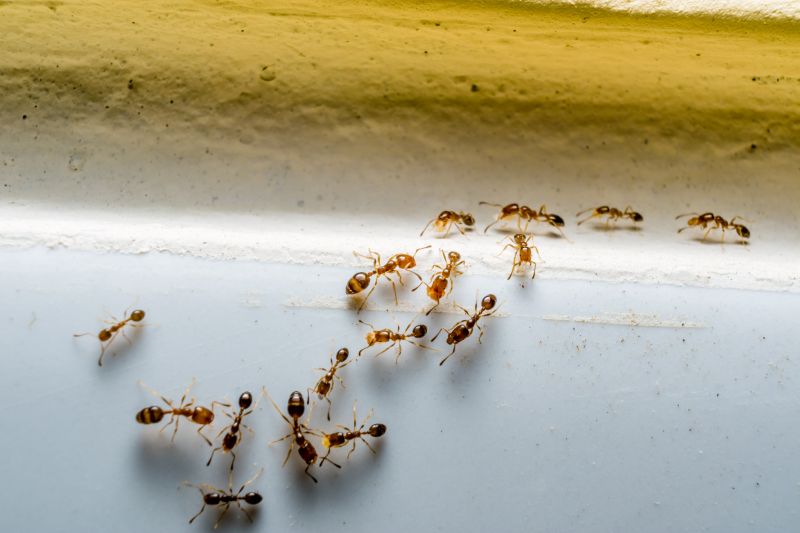 Ants Extermination Service in Fort Worth, TX