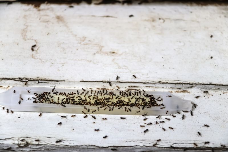 Ants Extermination Service in Rockwall, TX