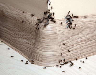 Ants Extermination Service in Arlington, TX