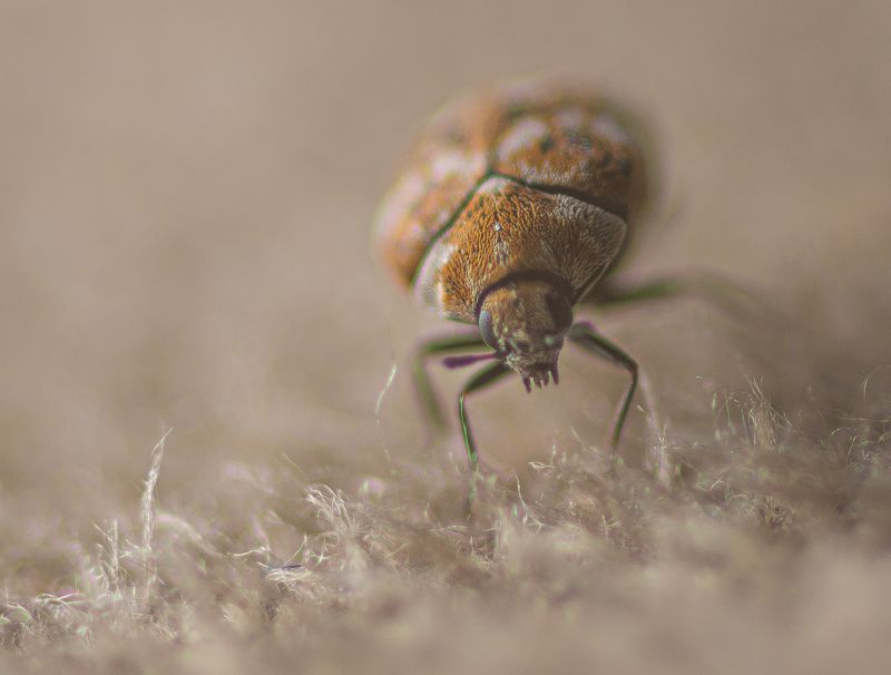 Beetle Removal in Arlington, TX