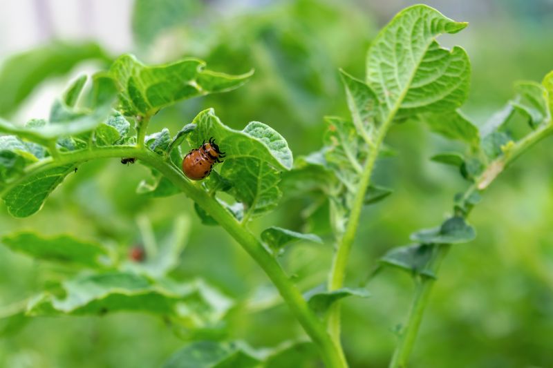 Beetle Removal in Arlington, TX
