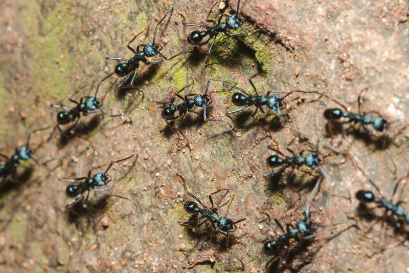 Black Ant Extermination in Denton, TX