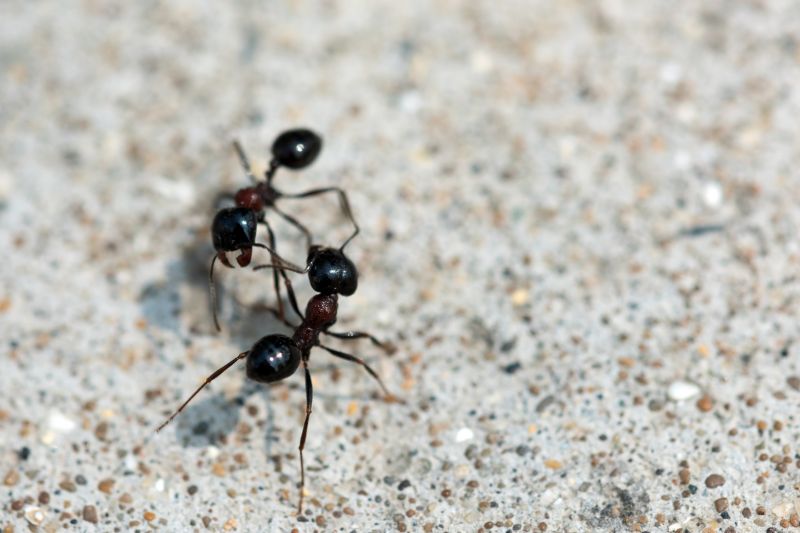 Black Ant Extermination in Denton, TX