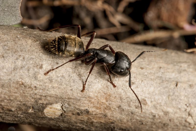Black Ant Extermination in Frisco, TX