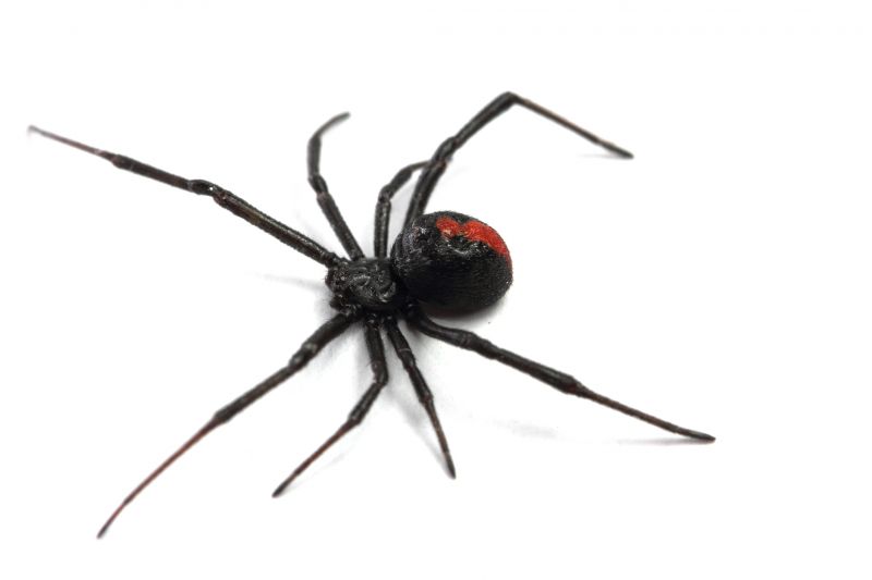 Black Widow Extermination in Mckinney, TX