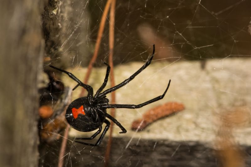 Black Widow Extermination in New Braunfels, TX