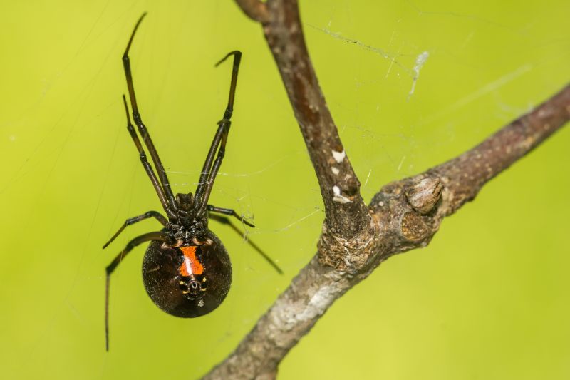 Black Widow Extermination in Fort Worth, TX