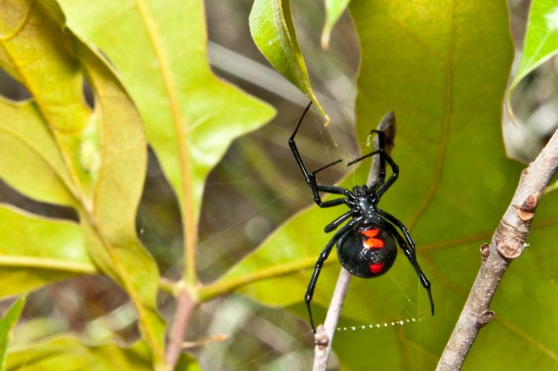 Black Widow Extermination in Frisco, TX