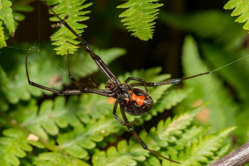 Black Widow Extermination in Frisco, TX