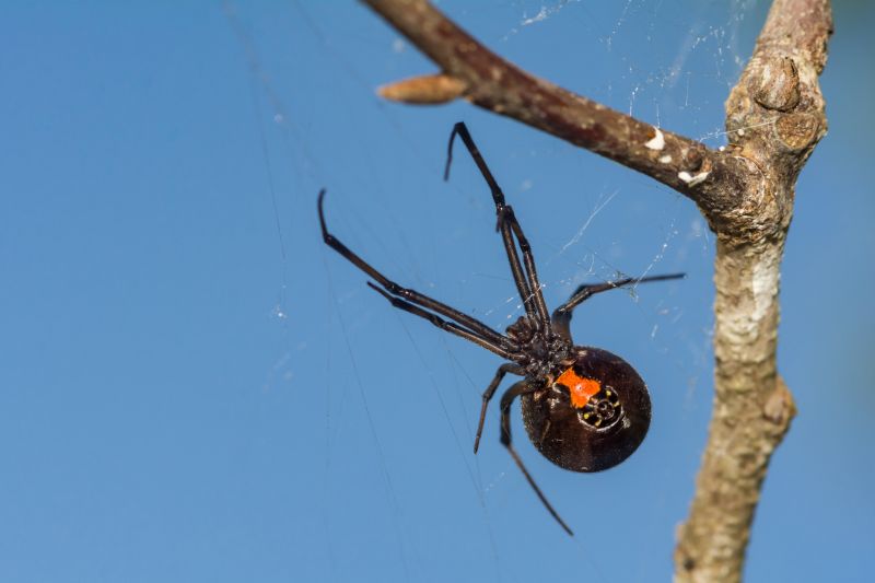 Black Widow Extermination in Denton, TX