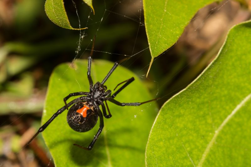 Black Widow Extermination in Katy, TX