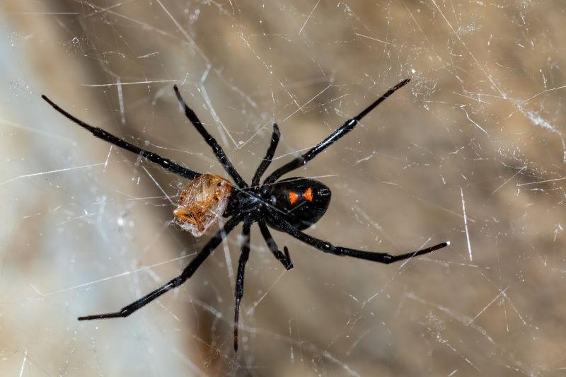 Black Widow Extermination in Katy, TX