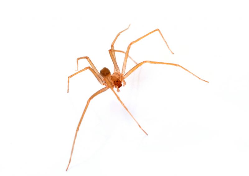 Brown Recluse Extermination in New Braunfels, TX
