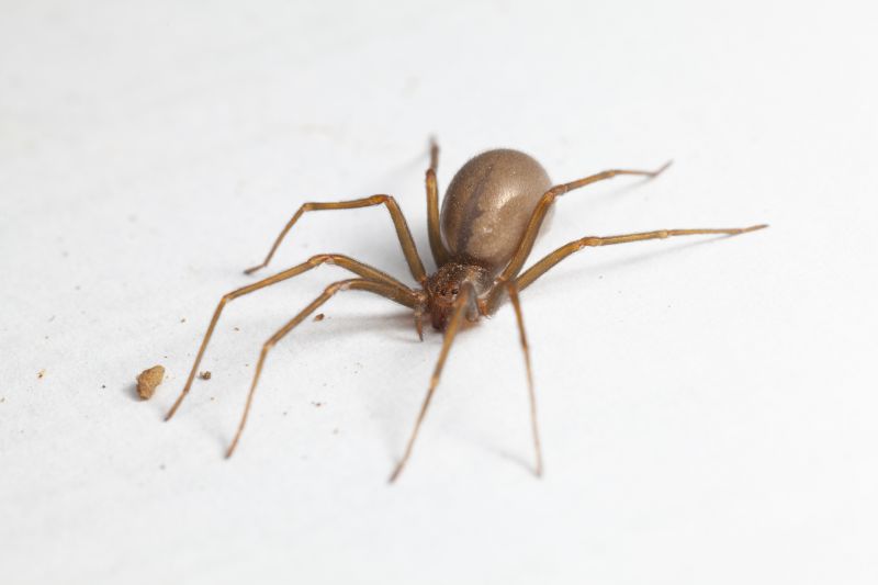 Brown Recluse Extermination in Katy, TX
