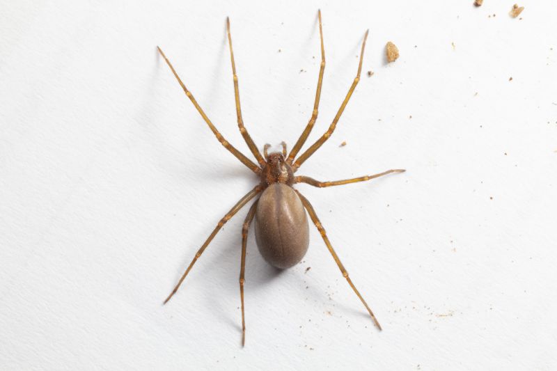 Brown Recluse Extermination in Mckinney, TX