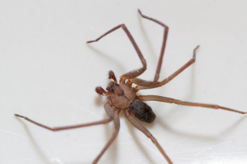 Brown Recluse Extermination in Mckinney, TX