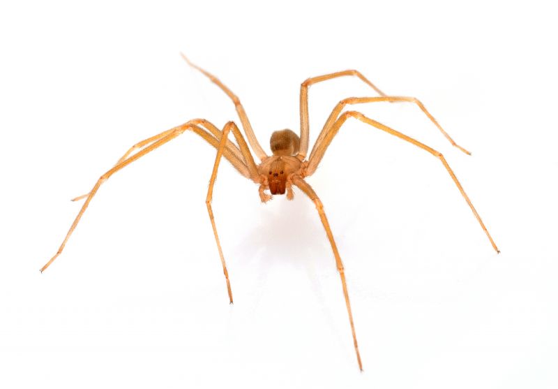 Brown Recluse Extermination in Mckinney, TX