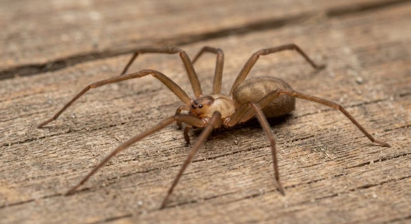 Brown Recluse Extermination in Mckinney, TX