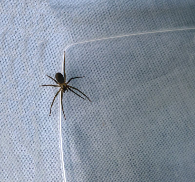 Brown Recluse Extermination in Rockwall, TX