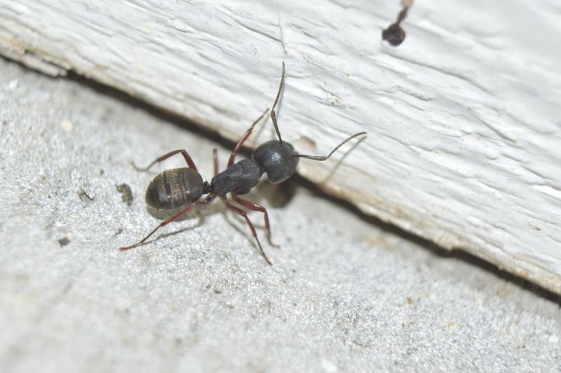 Carpenter Ant Extermination in Frisco, TX