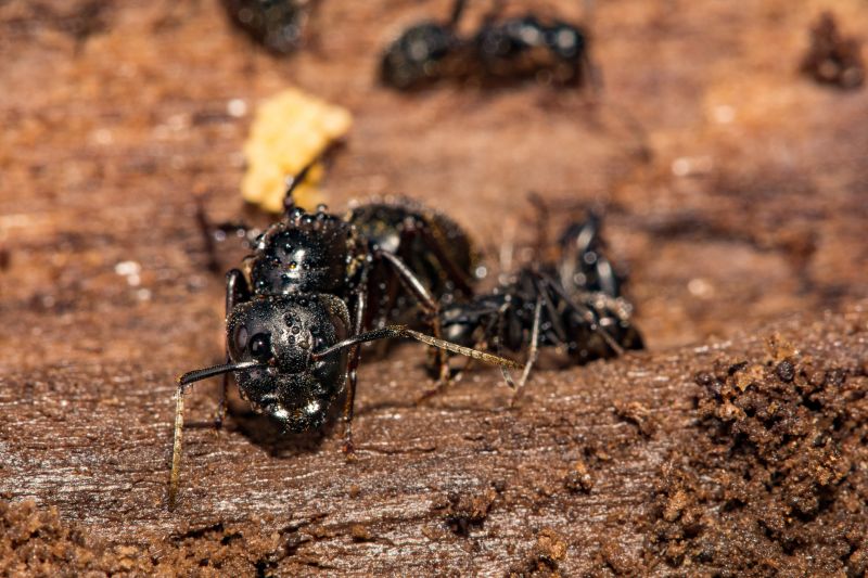 Carpenter Ant Extermination in Mckinney, TX