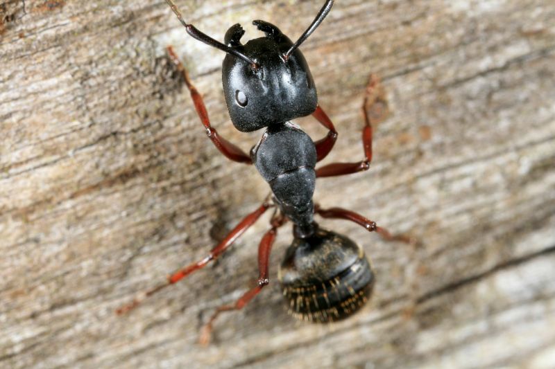 Carpenter Ant Extermination in Arlington, TX