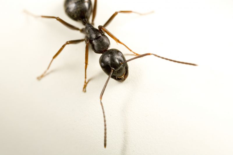 Carpenter Ant Extermination in Denton, TX