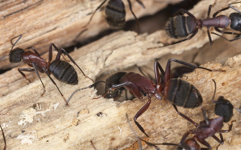 Carpenter Ant Extermination in Denton, TX