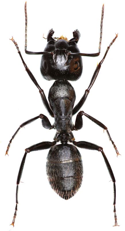 Carpenter Ant Extermination in Rockwall, TX