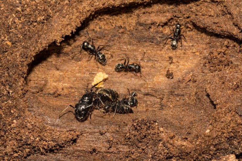 Carpenter Ant Extermination in Rockwall, TX