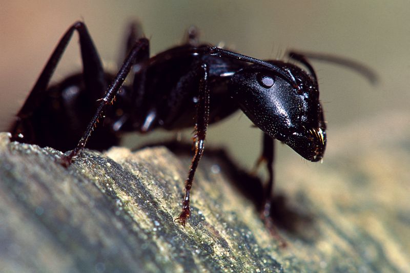 Carpenter Ant Extermination in Rockwall, TX