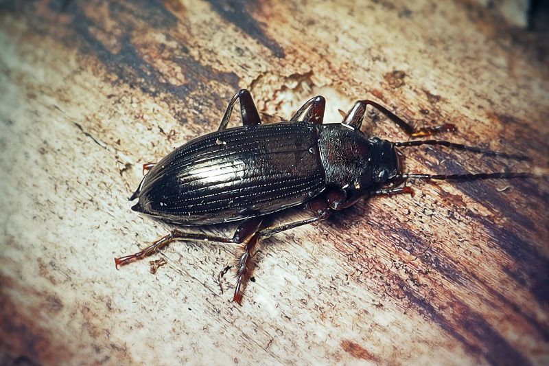 Carpet Beetle Extermination in Arlington, TX