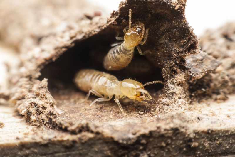 Commercial Termite Prevention in Frisco, TX