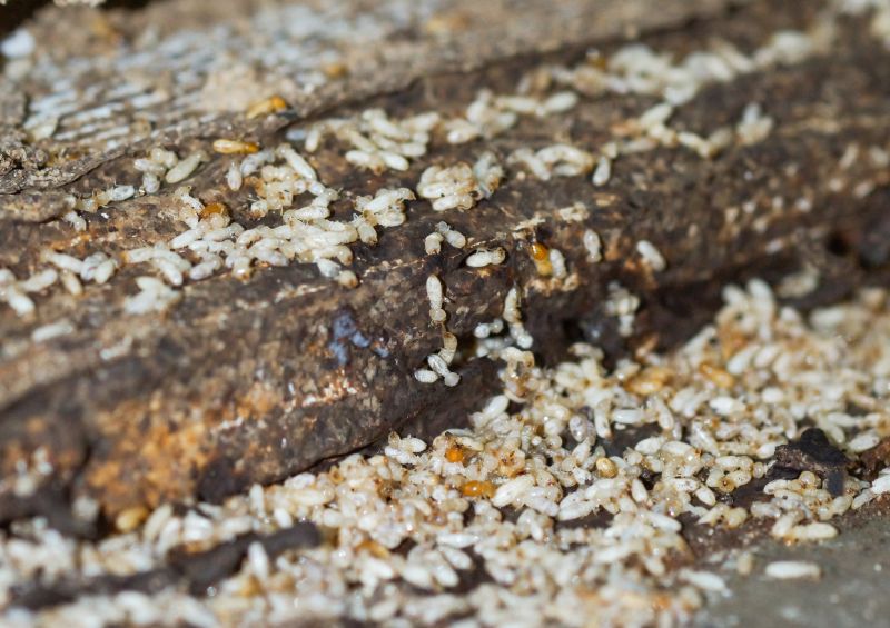 Commercial Termite Prevention in Frisco, TX