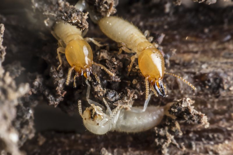 Commercial Termite Prevention in Frisco, TX
