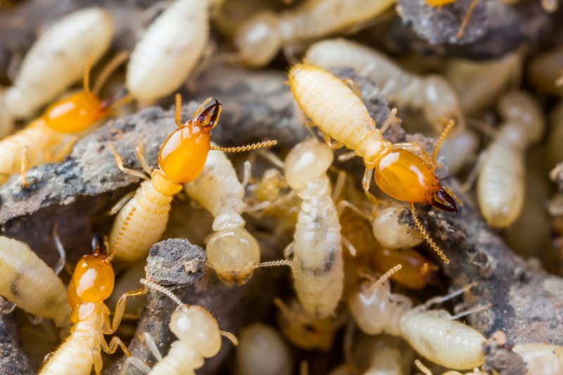 Commercial Termite Removal in Frisco, TX