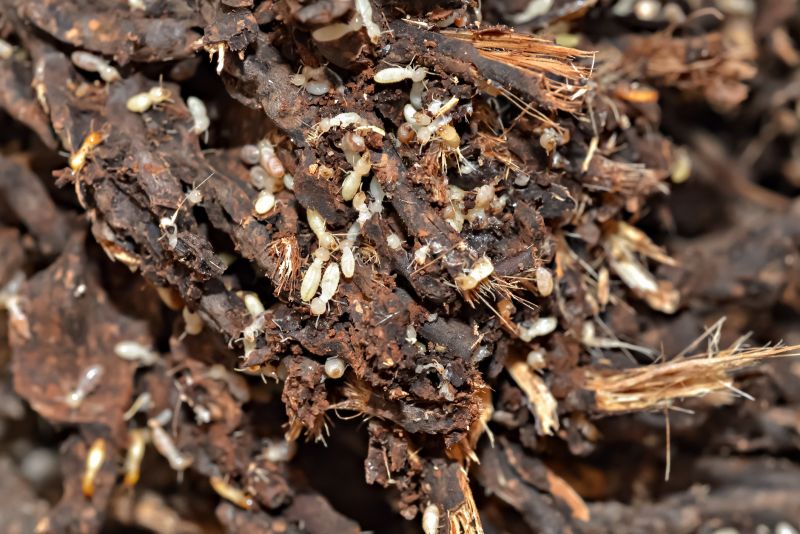 Commercial Termite Treatment in Frisco, TX