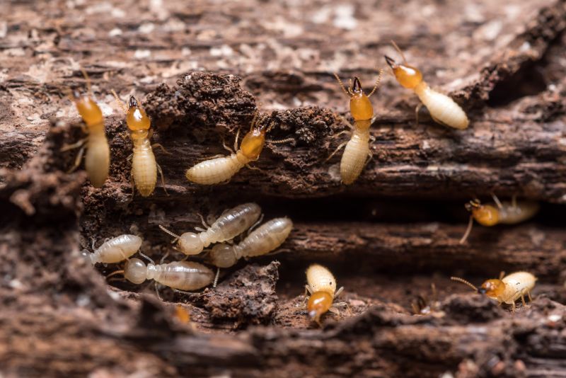 Commercial Termite Treatment in Katy, TX