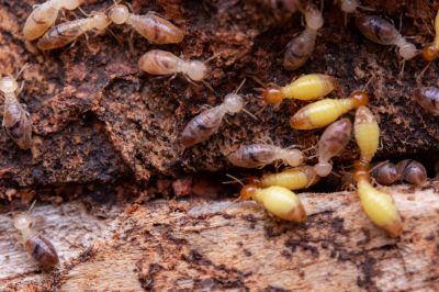 Commercial Termite Treatment in Katy, TX