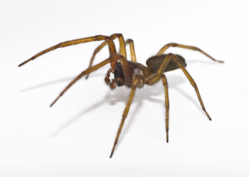Common Spiders Extermination in Mckinney, TX