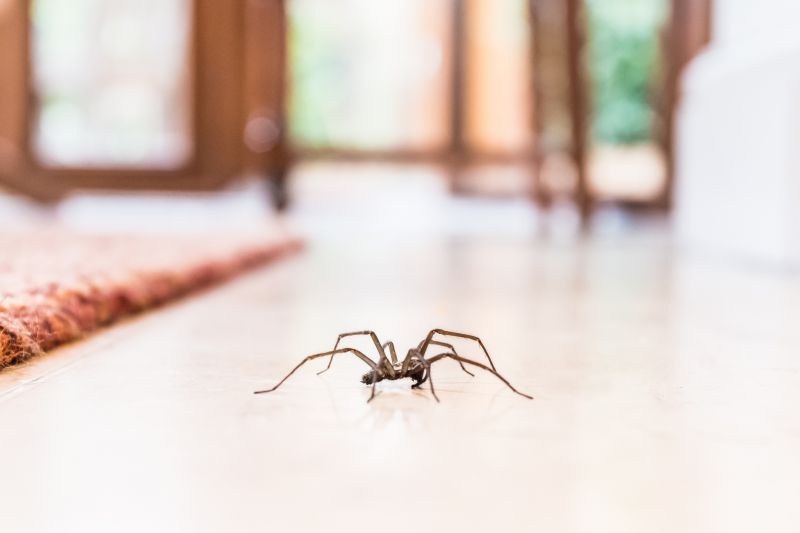 Common Spiders Extermination in Rockwall, TX