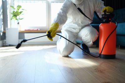 Common Spiders Extermination in Denton, TX