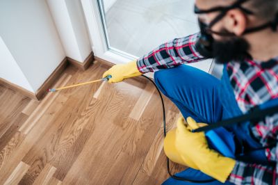 Common Spiders Extermination in Denton, TX