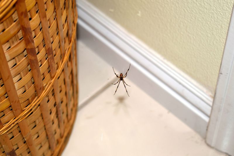 Common Spiders Extermination in Denton, TX