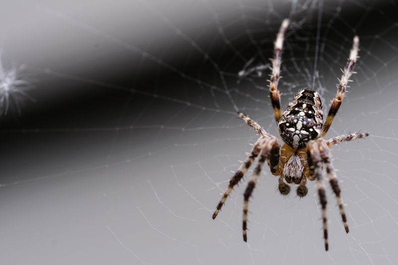 Common Spiders Extermination in Denton, TX