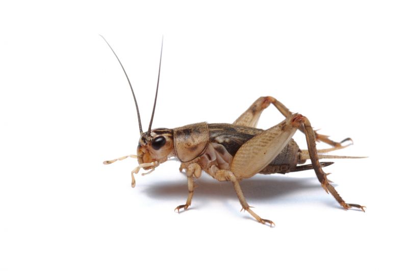 Cricket Control Service in Rockwall, TX