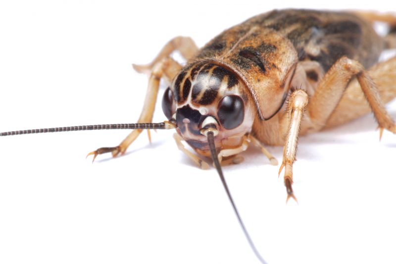 Cricket Control Service in Rockwall, TX