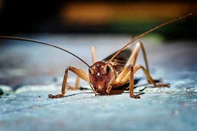 Cricket Control Service in Katy, TX